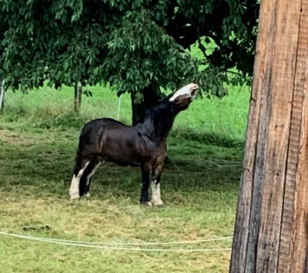Au Pre Des Chevaux Bed & Breakfast Chateau-d'Oex Ngoại thất bức ảnh